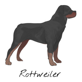 Rottweiler kutya-Női pulóver