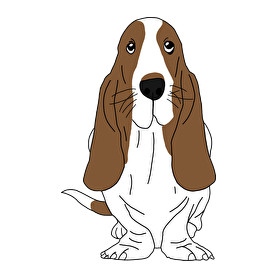 Basset hound-Férfi atléta