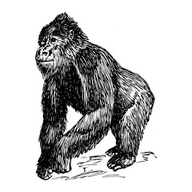 Gorilla-Férfi atléta