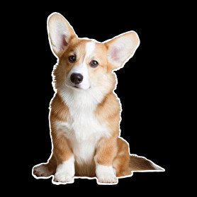 corgi-Gyerek pulóver