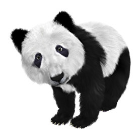 Panda-Férfi kapucnis pulóver