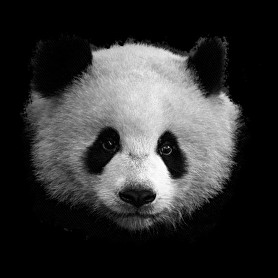 panda (fekete-fehér újság)-Vászontáska