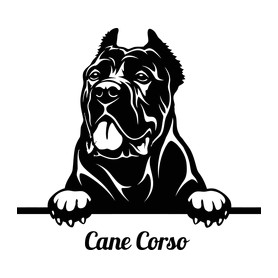 Cane Corso-Baba Body