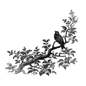 Bird & Tree drawing-Kitűző, hűtőmágnes