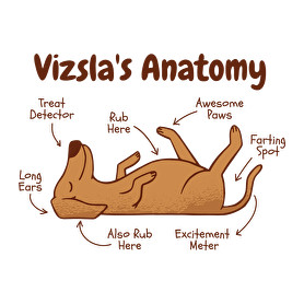 Vizsla anatómia-Kötény