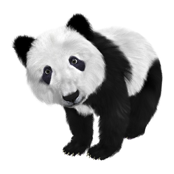 Panda-Férfi kapucnis pulóver