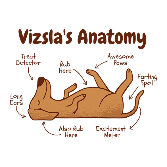 Vizsla anatómia-Kötény