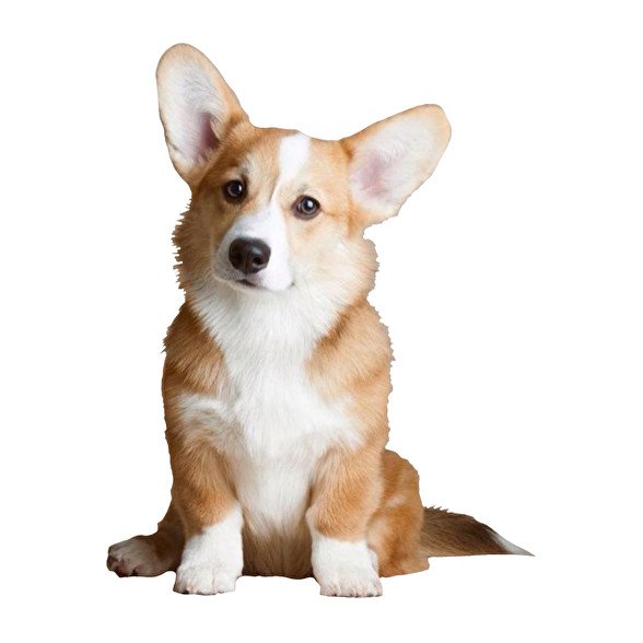 corgi-Oversized póló