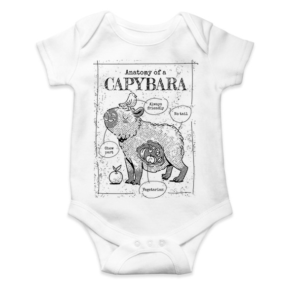 Capybara anatómia-Baba Body