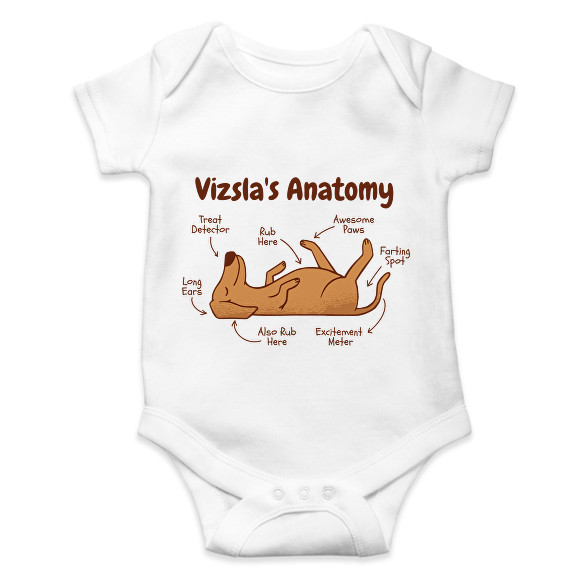 Vizsla anatómia-Baba Body